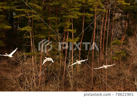 Swan in Oike Swan in Oike 78622901