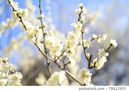Period when plum blossoms bloom 78622935