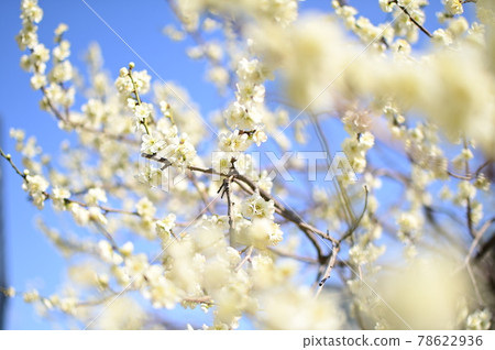 How to take a picture so that you can see the full bloom of plum blossoms 78622936
