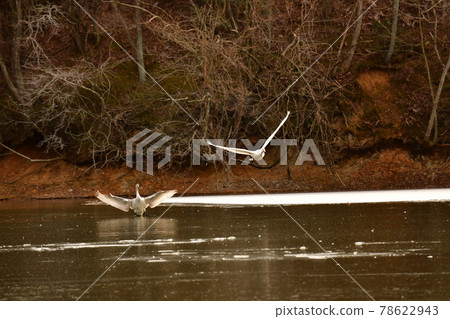 天鵝在奧克 78622943