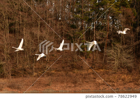Swan in Oike Swan in Oike 78622949