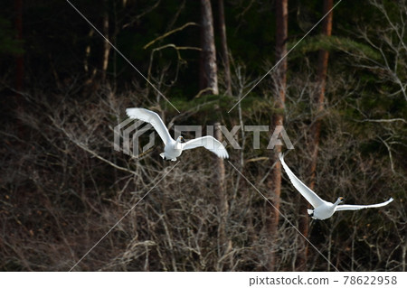 Swan in Oike Swan in Oike 78622958