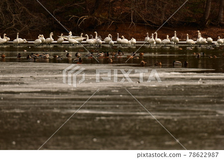 Swan in Oike Swan in Oike 78622987