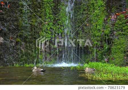 Karuizawa Shiraito Falls Spot-billed Duck Karuizawa Shiraito Falls Spot-billed Duck 78623179