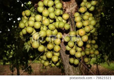 Tasty Baccaurea motleyana on Tree For Harvest 78623321