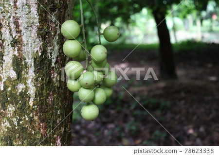 Tasty Baccaurea motleyana on Tree For Harvest 78623338