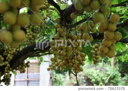 Tasty Baccaurea motleyana on Tree For Harvest Tasty Baccaurea motleyana on Tree For Harvest 78623370