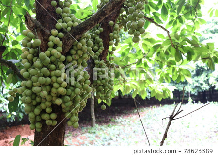 Tasty Baccaurea motleyana on Tree For Harvest 78623389