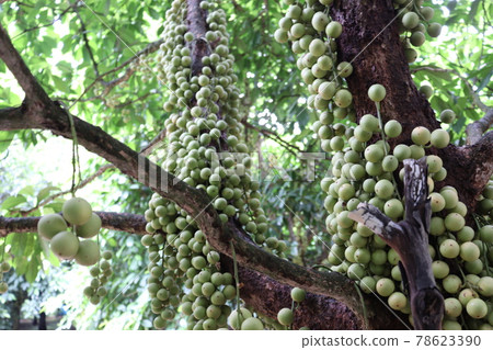 Tasty Baccaurea motleyana on Tree For Harvest Tasty Baccaurea motleyana on Tree For Harvest 78623390