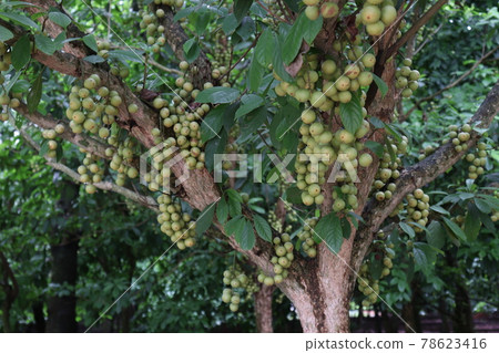 Tasty Baccaurea motleyana on Tree For Harvest 78623416