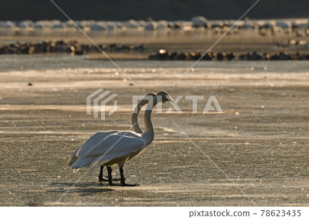 Swan in Oike Swan in Oike 78623435