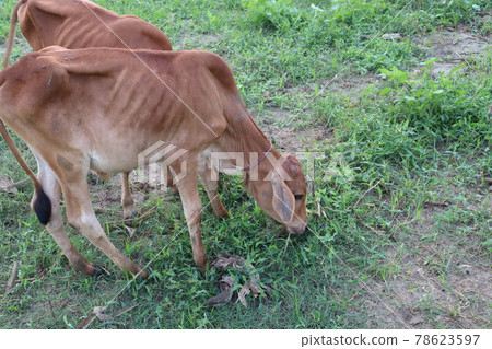 Tasty Baccaurea motleyana on Tree For Harvest Tasty Baccaurea motleyana on Tree For Harvest 78623597