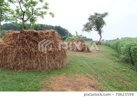 Tasty Baccaurea motleyana on Tree For Harvest 78623599