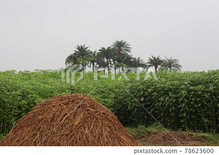 Tasty Baccaurea motleyana on Tree For Harvest 78623600