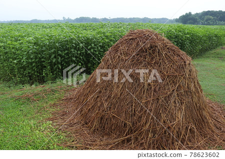 Tasty Baccaurea motleyana on Tree For Harvest 78623602