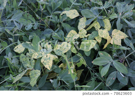 Tasty Baccaurea motleyana on Tree For Harvest Tasty Baccaurea motleyana on Tree For Harvest 78623603