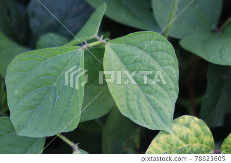 Tasty Baccaurea motleyana on Tree For Harvest Tasty Baccaurea motleyana on Tree For Harvest 78623605