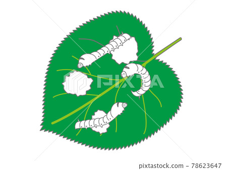 Silk moth eating mulberry leaves 78623647