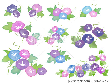 Watercolor morning glory flowers 78623747