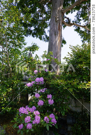 杜鵑花花園 杜鵑花花園 78623758