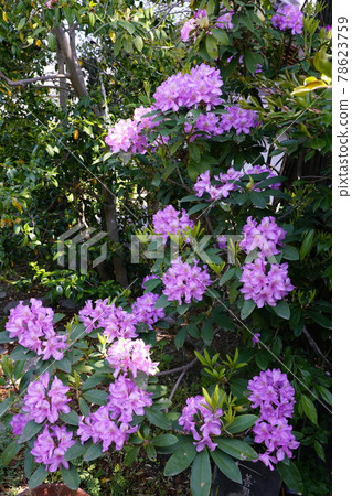 杜鵑花花園 杜鵑花花園 78623759