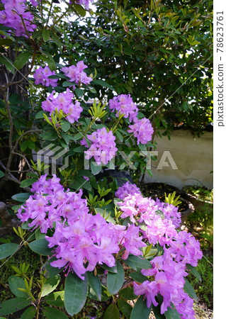 杜鵑花花園 杜鵑花花園 78623761