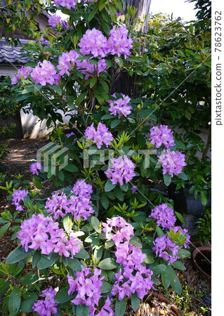 杜鵑花花園 杜鵑花花園 78623762