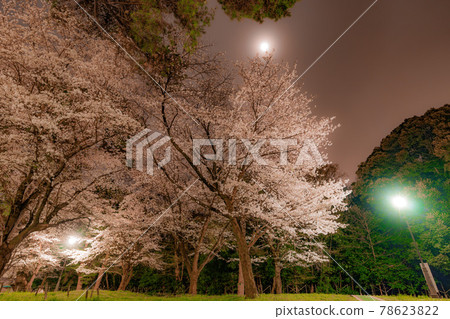 在公園的櫻花晚上 在公園的櫻花晚上 78623822