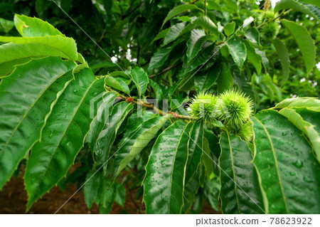 Green chestnut Green chestnut 78623922