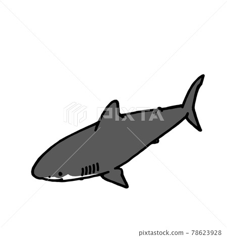 Illustration of a shark Illustration of a shark 78623928
