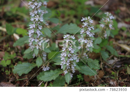 Bugleweed blooming in Nogawa Park Bugleweed blooming in Nogawa Park 78623930