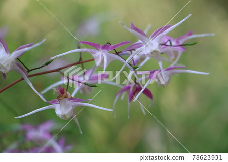 Epimedium blooming in Nogawa Park Epimedium blooming in Nogawa Park 78623931