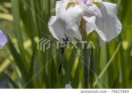 蜻蜓捕食停在花朵上的昆蟲 六月初夏 蜻蜓捕食停在花朵上的昆蟲 六月初夏 78623969