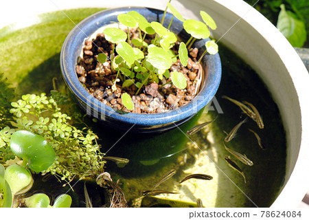 Wild medaka and water mushrooms in a water lily pot 78624084