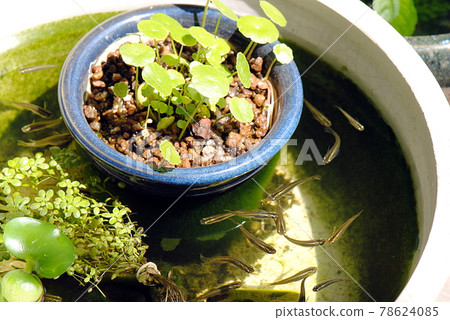 Wild medaka and water mushrooms in a water lily pot 78624085