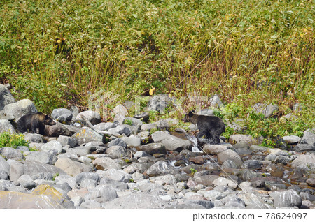 A brown bear that appeared in Shiretoko no Sawa (Hokkaido) A brown bear that appeared in Shiretoko no Sawa (Hokkaido) 78624097