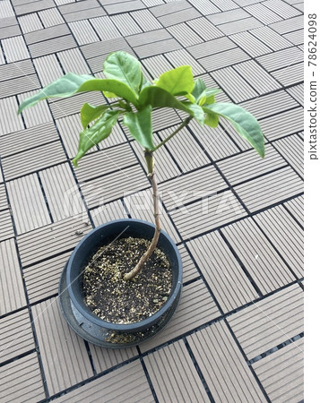 Raised coffee tree Raised coffee tree 78624098