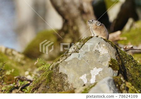 皮卡 北海道 照片素材 圖片 圖庫