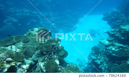 [Amami Islands, Kagoshima Prefecture] Table coral colony on Yoron Island 78624160