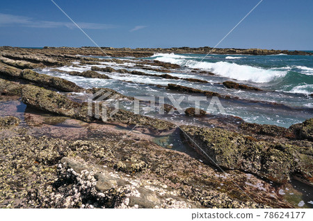 【日南海岸惡魔洗板】宮崎縣宮崎市海道站鳳凰 78624177
