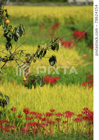 Autumn in the mountains, cluster amaryllis blooming on the ridges of paddy fields 78624354