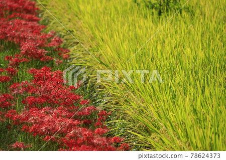 Autumn in the mountains, cluster amaryllis blooming on the ridges of paddy fields 78624373