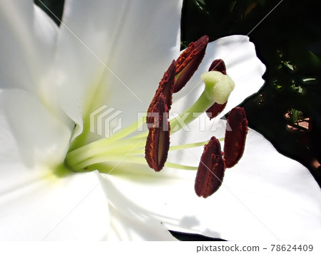 Lily stamens and pistils Casablanca flowers depth composite photography Lily stamens and pistils Casablanca flowers depth composite photography 78624409