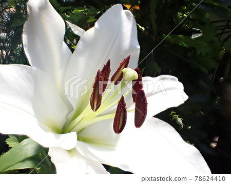 百合雄蕊和雌蕊卡薩布蘭卡花景深合成攝影 78624410