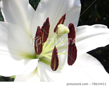 百合雄蕊和雌蕊卡薩布蘭卡花景深合成攝影 百合雄蕊和雌蕊卡薩布蘭卡花景深合成攝影 78624411