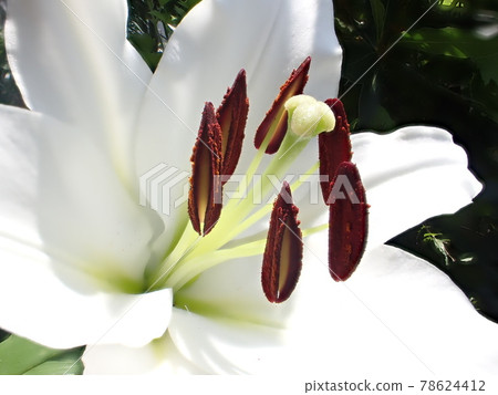 Lily stamens and pistils Casablanca flowers depth composite photography Lily stamens and pistils Casablanca flowers depth composite photography 78624412