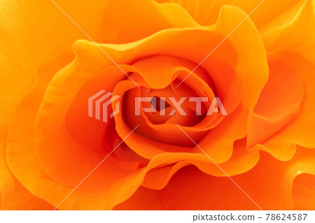Orange begonia close-up Orange begonia close-up 78624587