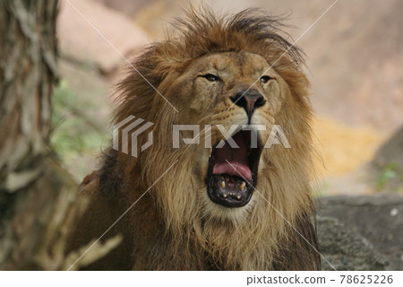 大獅子 78625226