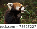 Profile of lesser panda 78625227