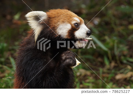 Profile of lesser panda 78625227